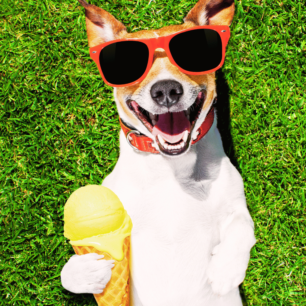 Dog enjoying ice cream under the sun