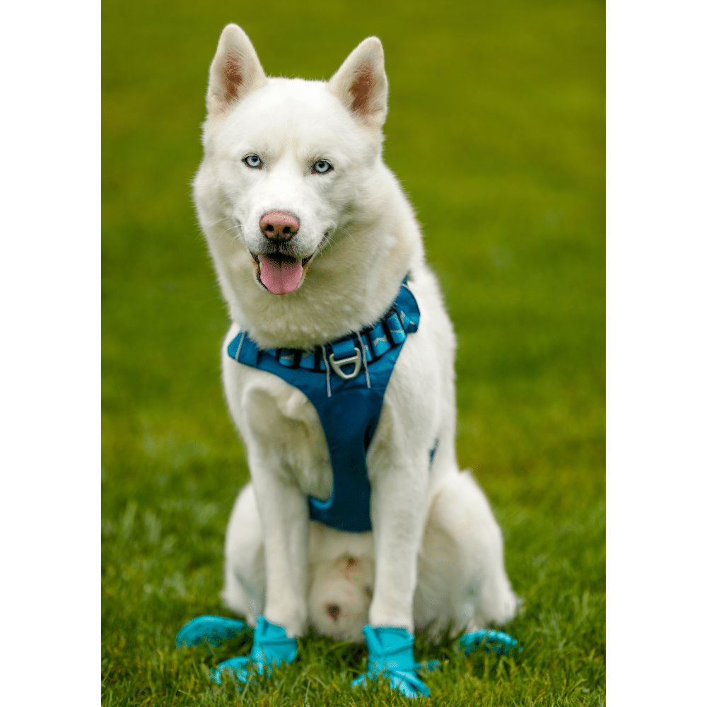 Dog wearing protective shoes on its paws